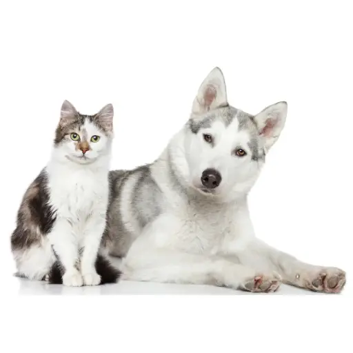 Pet Hair Removal